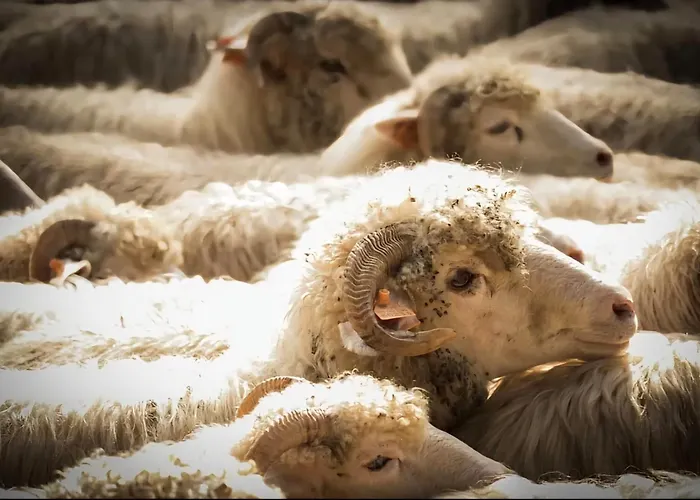 Ponad Górami Domek alpejski *